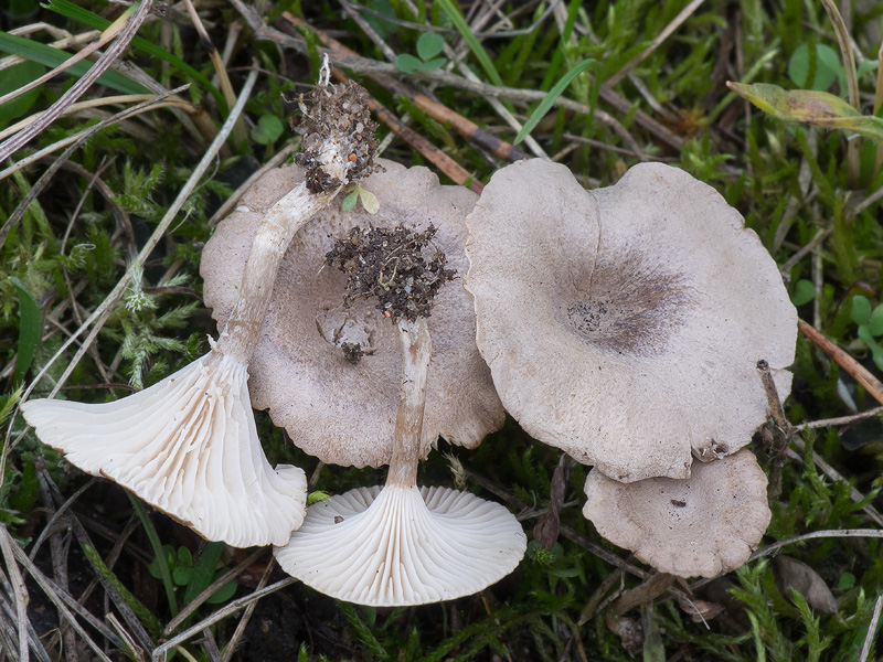 Clitocybe collina